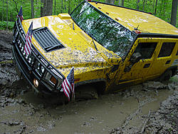Subies playing in the mud. Let's see em.-back-yard-h2-1.jpg