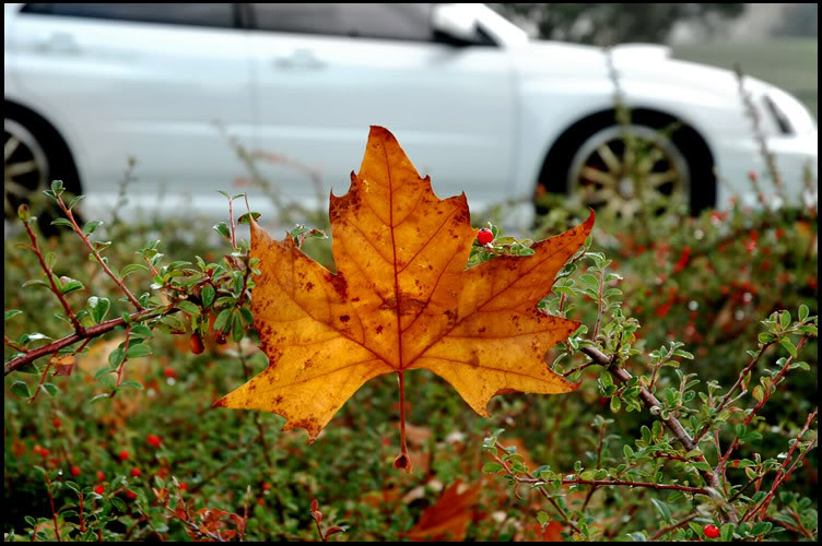 Name:  fall7.jpg
Views: 22
Size:  91.0 KB