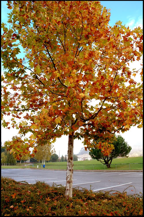 Name:  fall8.jpg
Views: 22
Size:  180.2 KB