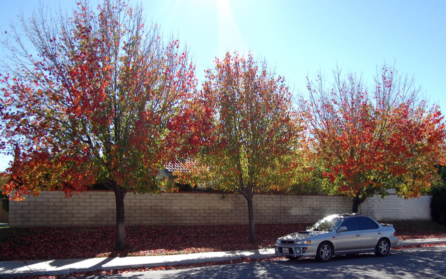 Name:  autumn.jpg
Views: 18
Size:  184.1 KB