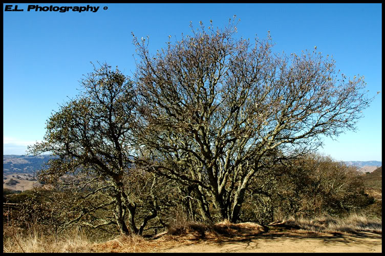 Name:  mtdiablo001.jpg
Views: 15
Size:  160.7 KB