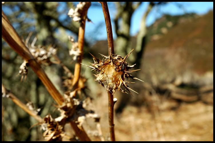 Name:  mtdiablo003.jpg
Views: 16
Size:  65.9 KB