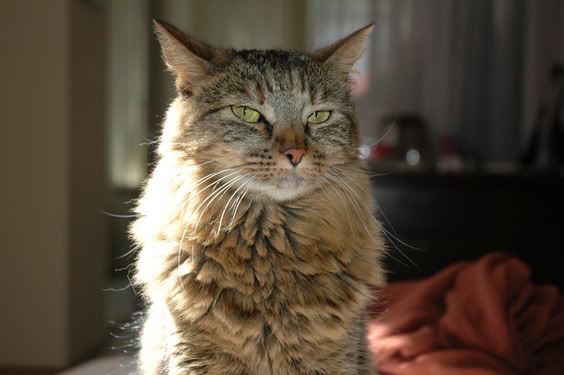 Name:  cat1.jpg
Views: 12
Size:  37.5 KB