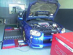 Asian Rex 2-image-036-.jpg