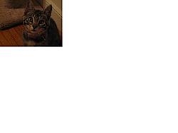 Request: Stromung Type XA-meow2.jpg