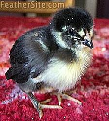 Show me ur Chick-araubkchik1.jpg