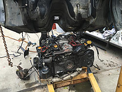 Project Floorester-image-3577759929.jpg