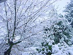 Snow pics-snow4.jpg