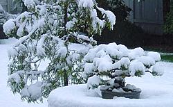 Snow pics-snow6.jpg