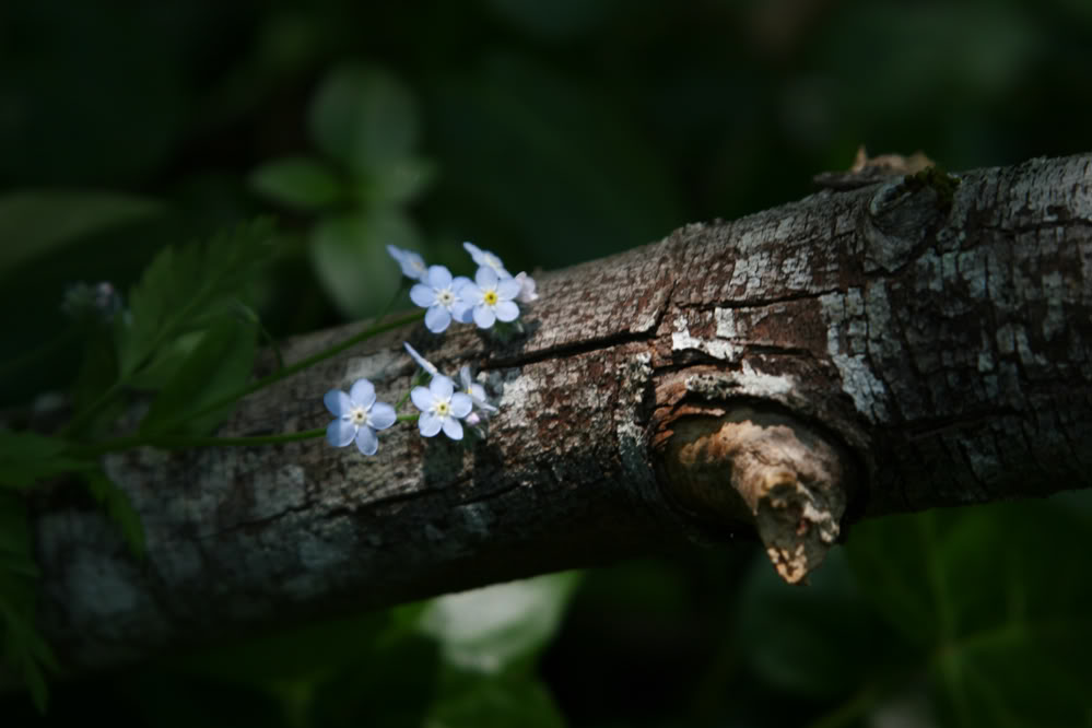 Name:  random50mm85736.jpg
Views: 21
Size:  67.7 KB