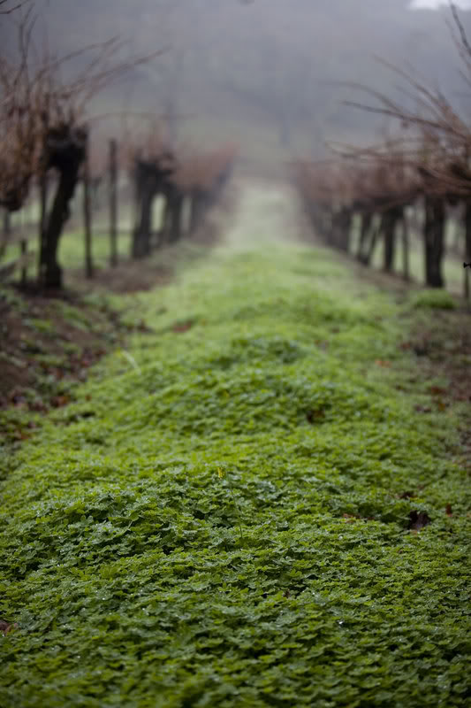 Name: Barren_Vines_MASTER-copy.jpg
Views: 43
Size: 78.0 KB