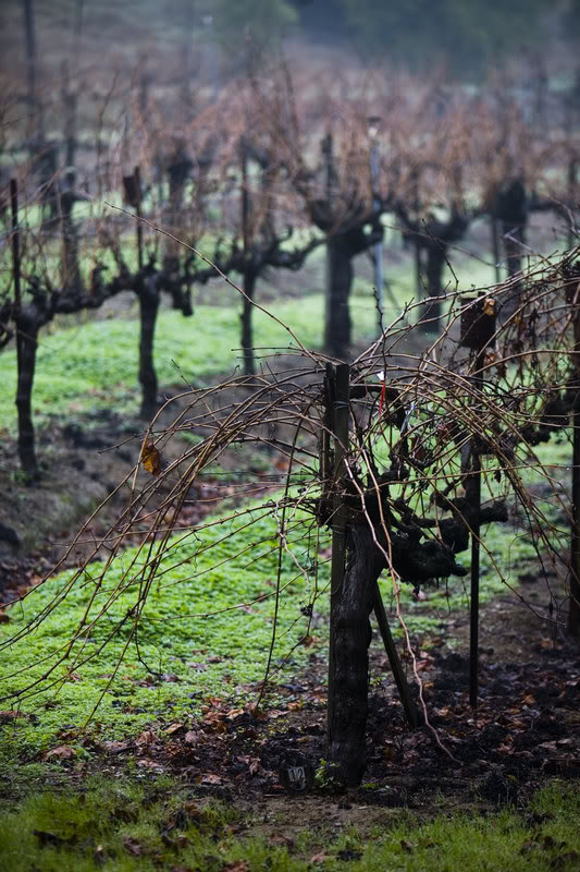 Name: Barren_Vines0_MASTER-copy.jpg
Views: 48
Size: 120.2 KB