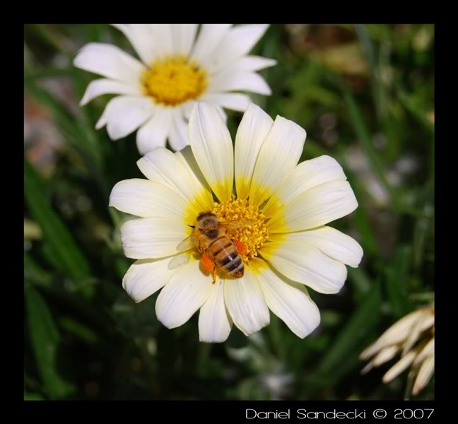 Name:  bee1.jpg
Views: 6
Size:  45.3 KB