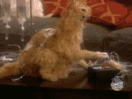 Name:  CatExplode.gif
Views: 90
Size:  467.6 KB
