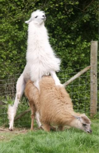 Name:  llamas.jpg
Views: 12
Size:  31.6 KB