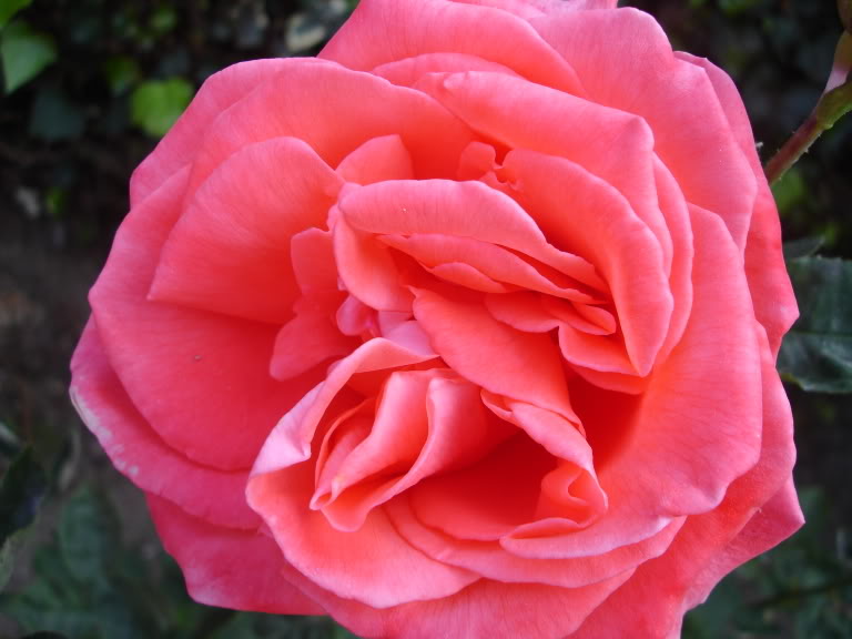 Name:  Pic3048.jpg
Views: 13
Size:  54.9 KB