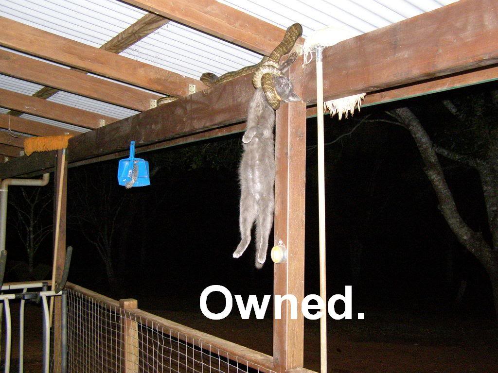 Name:  owned.jpg
Views: 12
Size:  124.8 KB