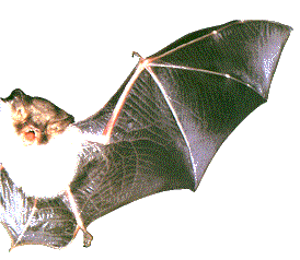 Name:  batwing.gif
Views: 14
Size:  15.4 KB