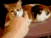 Name:  kittybite.gif
Views: 12
Size:  200.5 KB