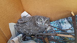 Owl Wednesday-baby-owl.jpg