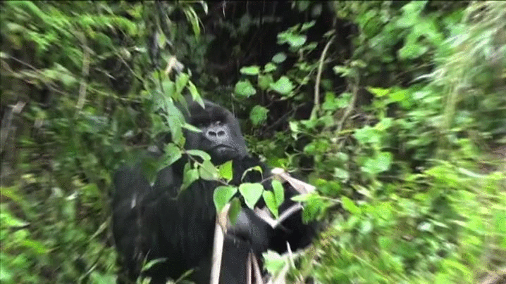 Name:  UB9rTcS.gif
Views: 10
Size:  8.60 MB