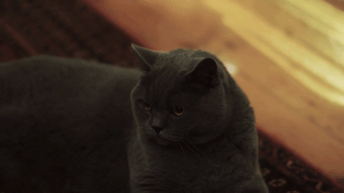 Name:  ChVMOJf.gif
Views: 10
Size:  5.27 MB