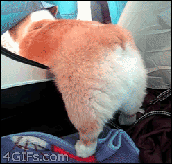 Name:  17yiJlc.gif
Views: 12
Size:  1.99 MB