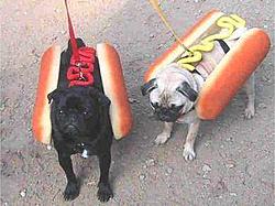 Random Picture Thread !!-hot-dog.jpg