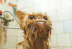 Cat Vs Tree-wetfacecat.jpg