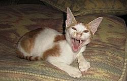 Cat Vs Tree-vampire.jpg