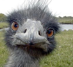 Wednesday it is!-02-09-09-emu.jpg