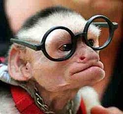 Hey everybody! Derail this thread !!-monkeyprincipal.jpg