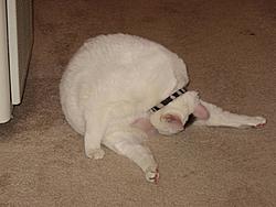 Post up your pets!-img_0006-medium-.jpg