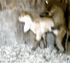 Name:  1256407322_monkey_humping_a_goat.gif
Views: 12
Size:  1.95 MB