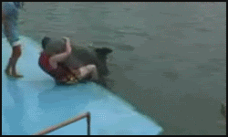 Name:  Dolphin.gif
Views: 14
Size:  652.1 KB