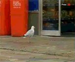 Name:  birdsteal.gif
Views: 24
Size:  838.2 KB