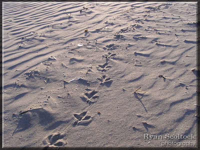 Name:  AtTheBeach1.jpg
Views: 16
Size:  201.1 KB