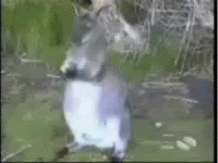 Name:  stolen.gif
Views: 9
Size:  884.8 KB