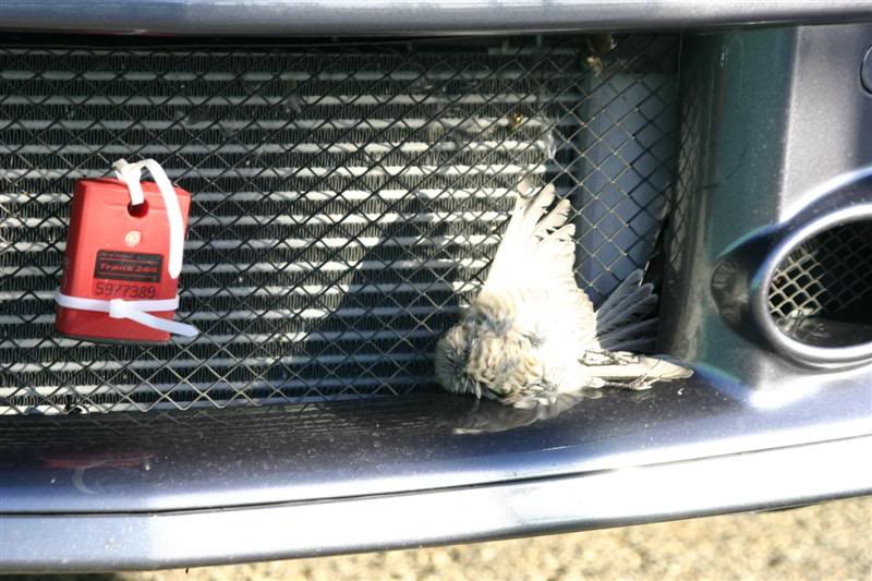 Name:  IMG_7254Medium.jpg
Views: 16
Size:  76.7 KB