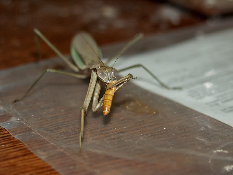 Name:  PB010659a.jpg
Views: 12
Size:  55.0 KB