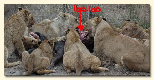 Name:  octoberlionkill.jpg
Views: 15
Size:  28.2 KB