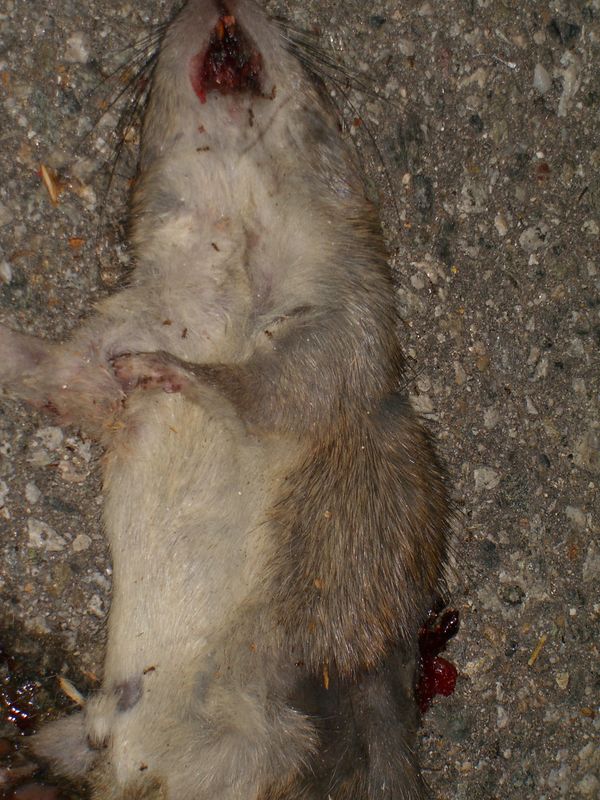 Name:  mouse1.jpg
Views: 23
Size:  102.4 KB