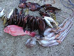 Photography - Post Your Hobby / Work here-kole.jpg