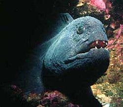 Thurs Meet at Life Plaza-ugly-fish.jpg