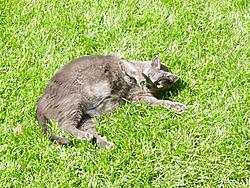 post pictures of your pets-dsc013842.jpg