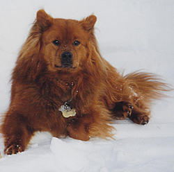 post pictures of your pets-russie.jpg