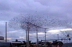 Aaahhh!!!!!!-birds1.jpg