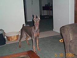WTB:  doberman-dcp013370.jpg