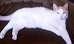 I am looking for a 3rd Cat...-piecat.jpg